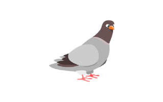 Pigeon