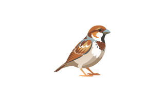 Sparrow