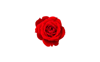 Red Rose