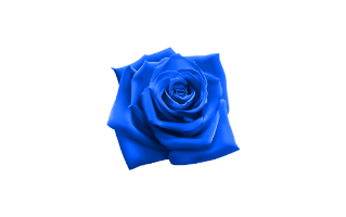 Blue Rose