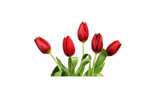 Tulip