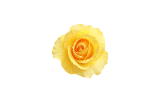 Yellow Rose