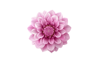 Dahlia