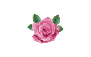 Pink Rose