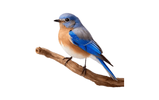 Blue Bird